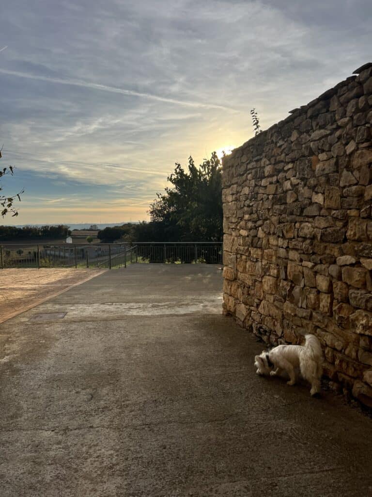Casa Pardal's stone walkway at sunrise with Nelly the dog exploring near the trail entrance in rural Catalonia. 