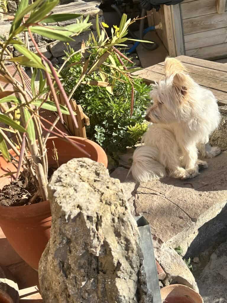 Nelly, the host's dog at Casa Pardal, relaxing on the sunny backyard patio surrounded by plants and stone pathways. 