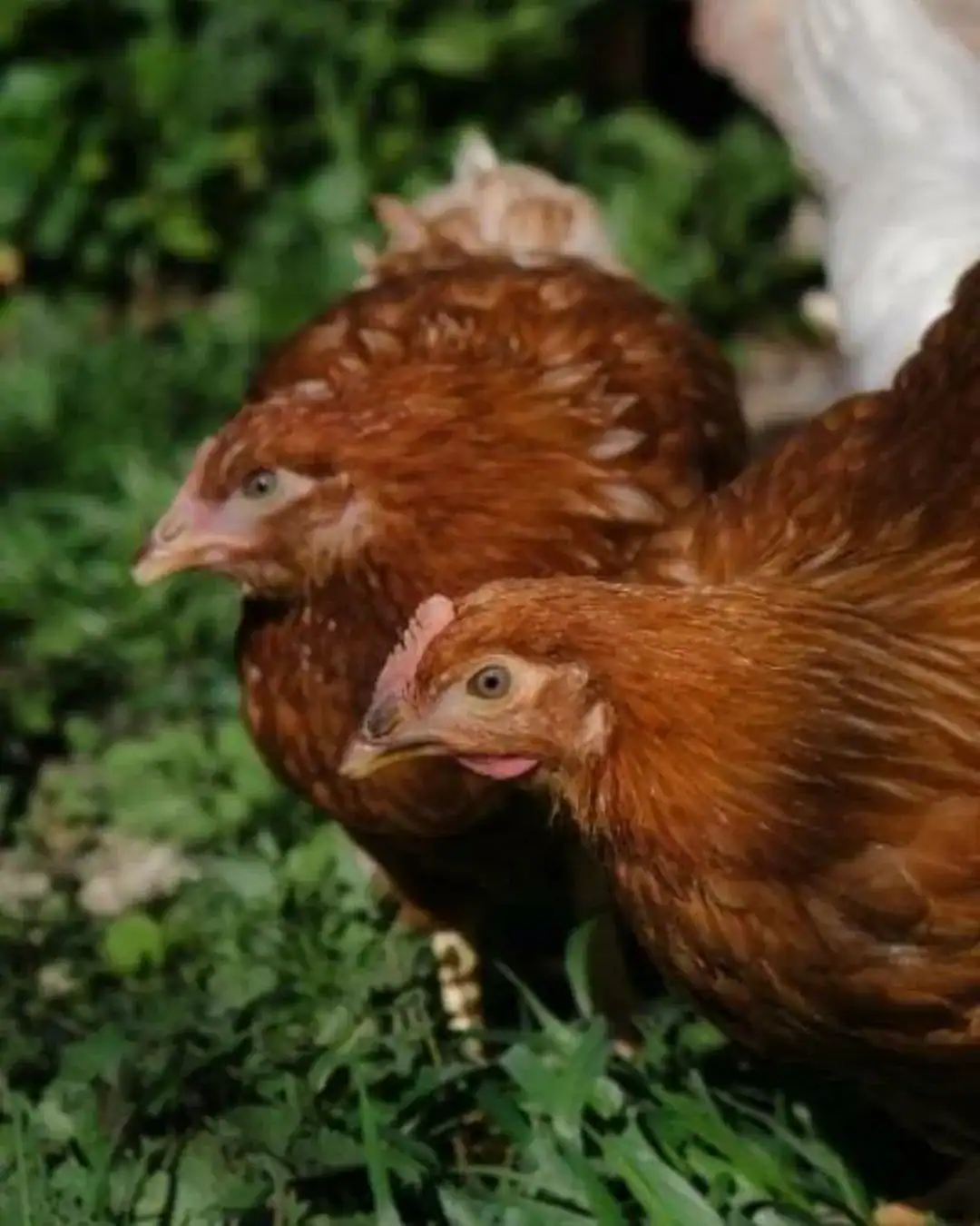 Enjoy fresh eggs from our chickens! Learn how to care for them too.