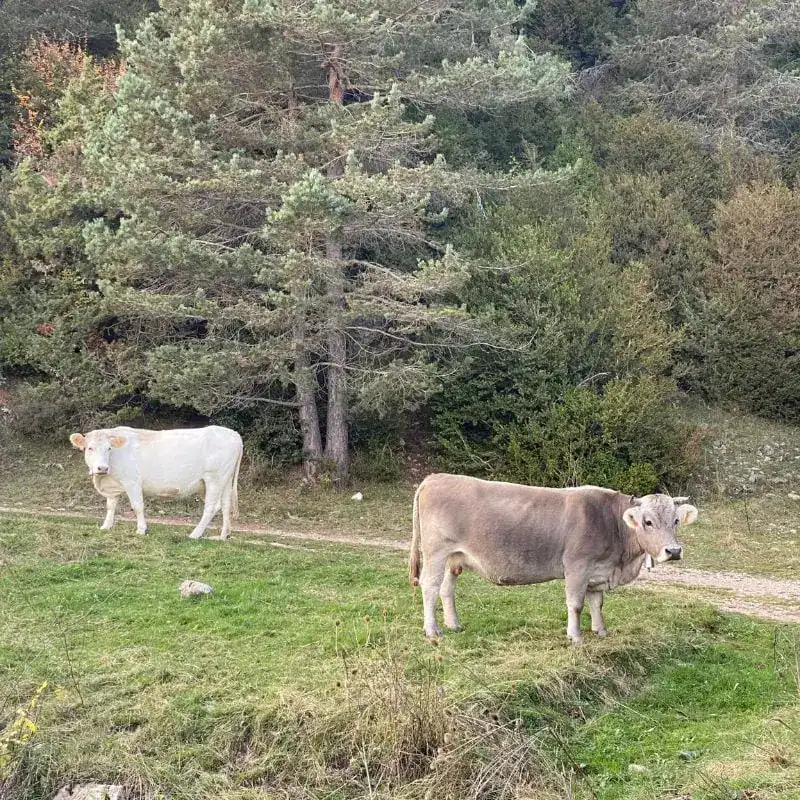 Pyrenees walks